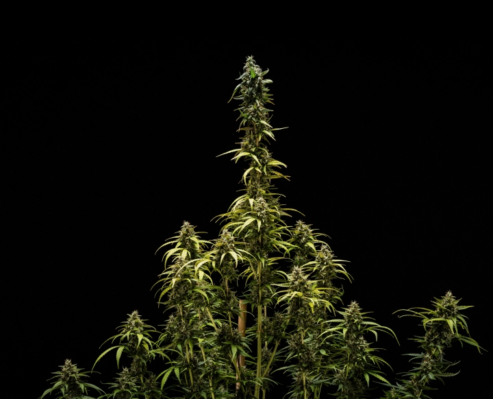 Τελικά αποτελέσματα της NYC Sour Diesel Auto