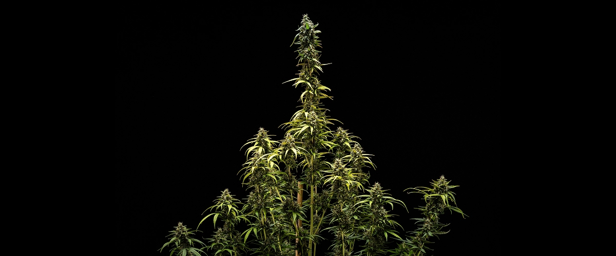 Τελικά αποτελέσματα της NYC Sour Diesel Auto