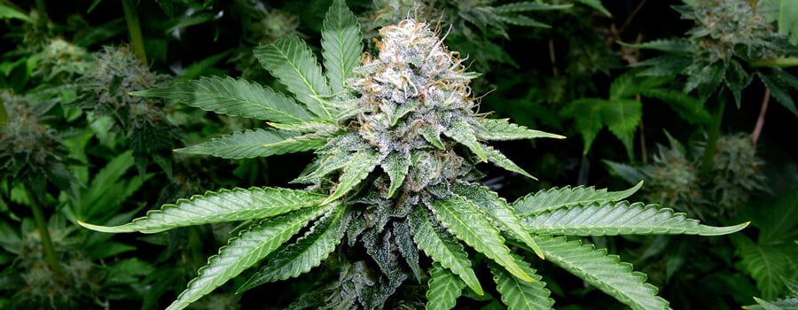 OG Kush