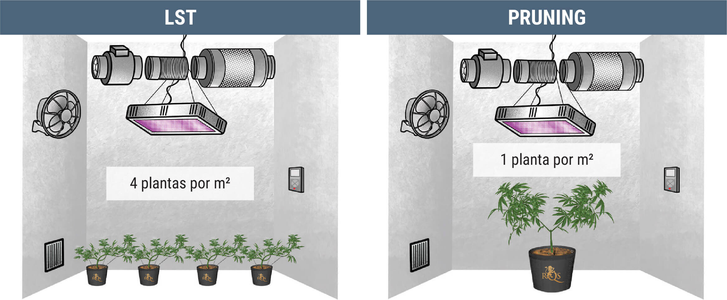 ¿Cuántas Plantas De Marihuana Puedes Cultivar Por Metro Cuadrado?