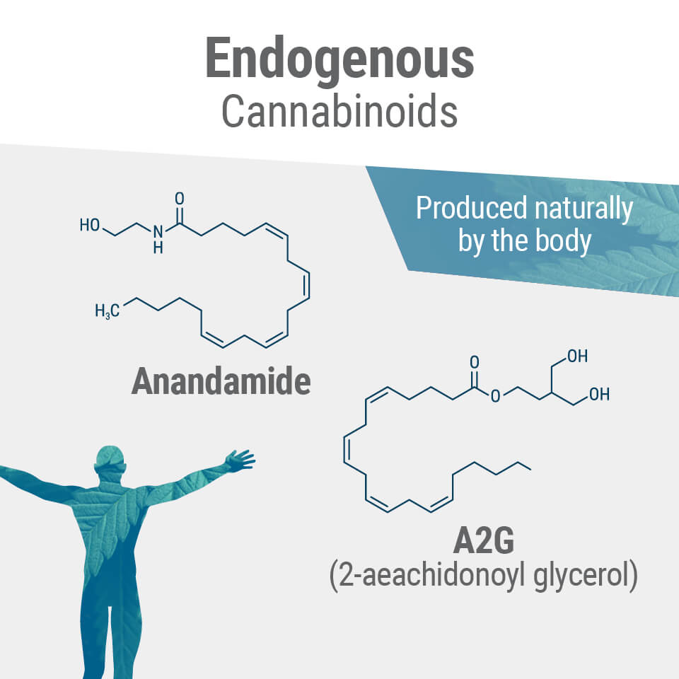 Endocannabinoids Endocannabinoids
