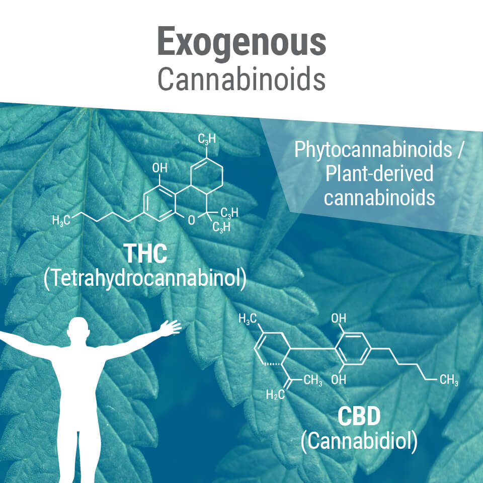 Endocannabinoids Endocannabinoids
