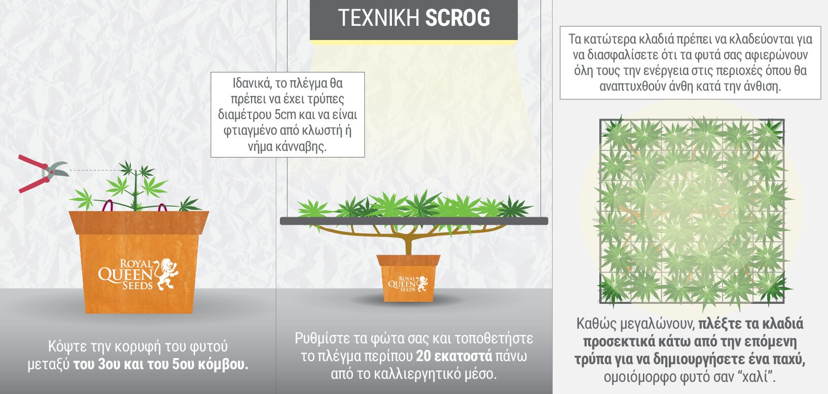 ΤΙ ΕΙΝΑΙ Η ΤΕΧΝΙΚΗ SCROG; ΤΙ ΕΙΝΑΙ Η ΤΕΧΝΙΚΗ SCROG;