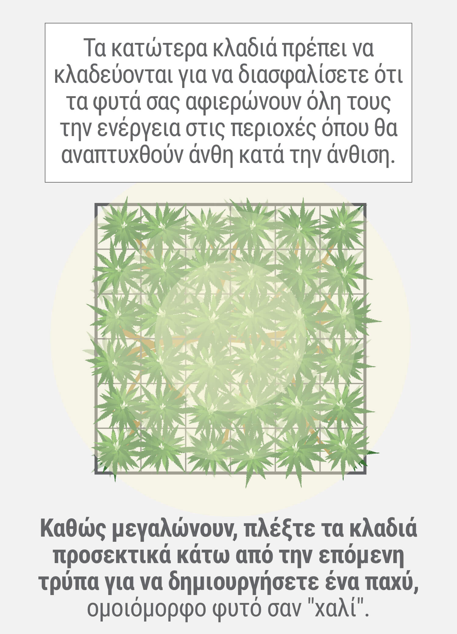 ΤΙ ΕΙΝΑΙ Η ΤΕΧΝΙΚΗ SCROG; ΤΙ ΕΙΝΑΙ Η ΤΕΧΝΙΚΗ SCROG;