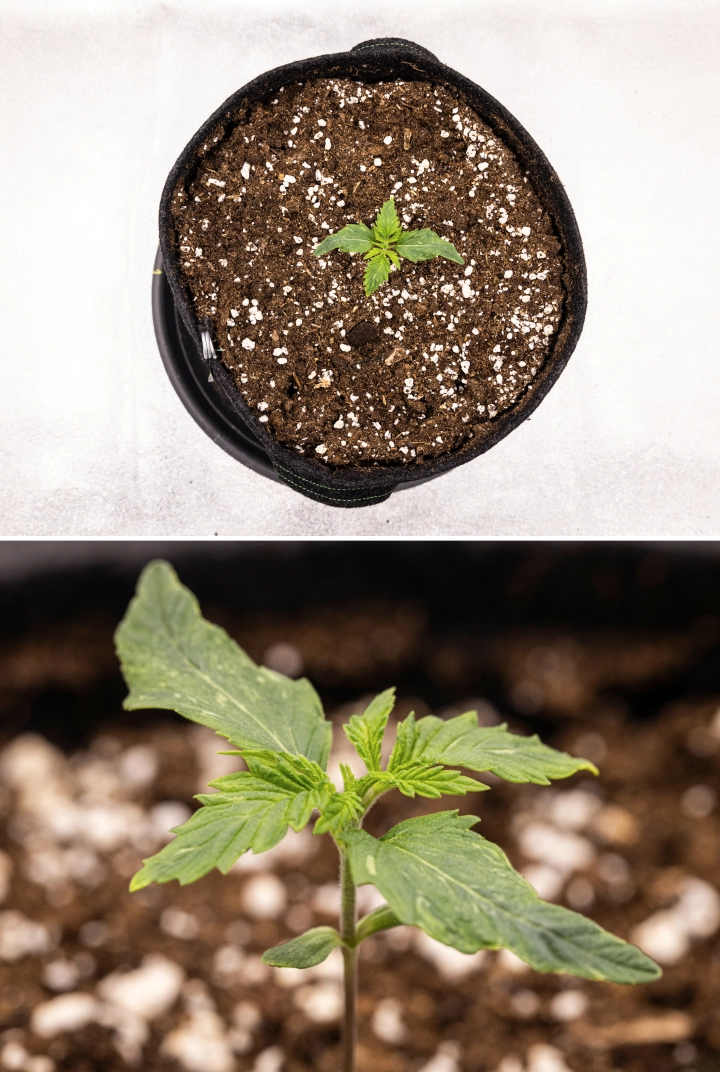 Grow report Royal Creamatic: εβδομάδα 1, ανάπτυξη σπορόφυτου Σπορόφυτο κάνναβης Royal Creamatic την 1η εβδομάδα, με πρώιμη ανάπτυξη, πράσινα φύλλα, ελαφριά παραμόρφωση φύλλων και χώμα πλούσιο σε περλίτη.