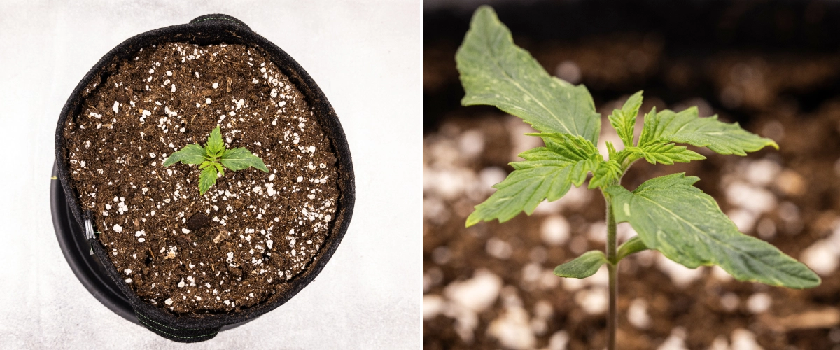 Grow report Royal Creamatic: εβδομάδα 1, ανάπτυξη σπορόφυτου Σπορόφυτο κάνναβης Royal Creamatic την 1η εβδομάδα, με πρώιμη ανάπτυξη, πράσινα φύλλα, ελαφριά παραμόρφωση φύλλων και χώμα πλούσιο σε περλίτη.