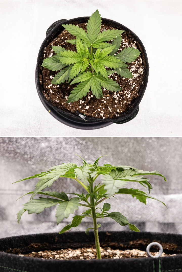 Grow report Royal Creamatic: εβδομάδα 2, βλαστική ανάπτυξη Φυτό κάνναβης Royal Creamatic τη 2η εβδομάδα, με συμπαγή βλαστική ανάπτυξη, υγιή πράσινα φύλλα, κοντά μεσογονάτια διαστήματα και χώμα πλούσιο σε περλίτη.