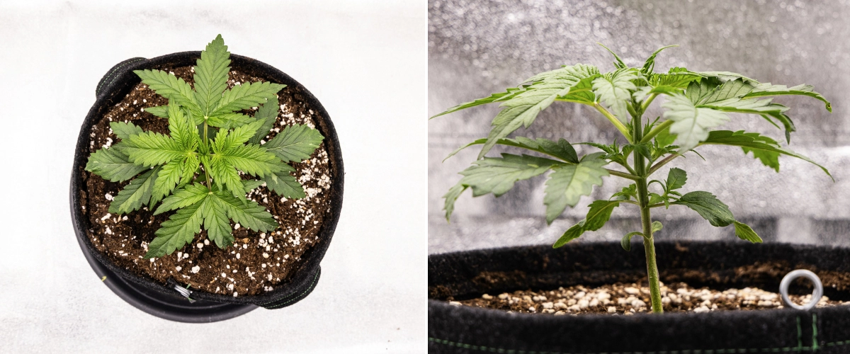 Grow report Royal Creamatic: εβδομάδα 2, βλαστική ανάπτυξη Φυτό κάνναβης Royal Creamatic τη 2η εβδομάδα, με συμπαγή βλαστική ανάπτυξη, υγιή πράσινα φύλλα, κοντά μεσογονάτια διαστήματα και χώμα πλούσιο σε περλίτη.