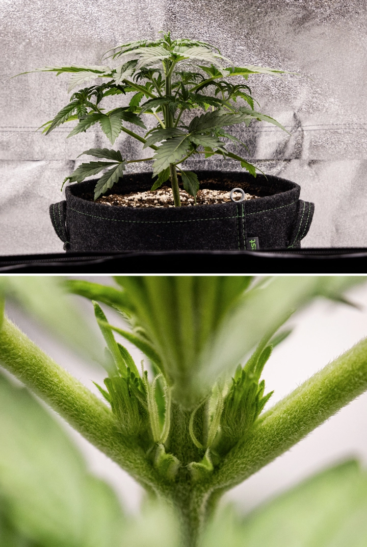 Grow report Royal Creamatic: εβδομάδα 3, ανάπτυξη προάνθισης Φυτό κάνναβης Royal Creamatic την 3η εβδομάδα, με συμπαγή ανάπτυξη, υγιές φύλλωμα, ορατά προάνθη και δυνατό νεαρό στέλεχος.