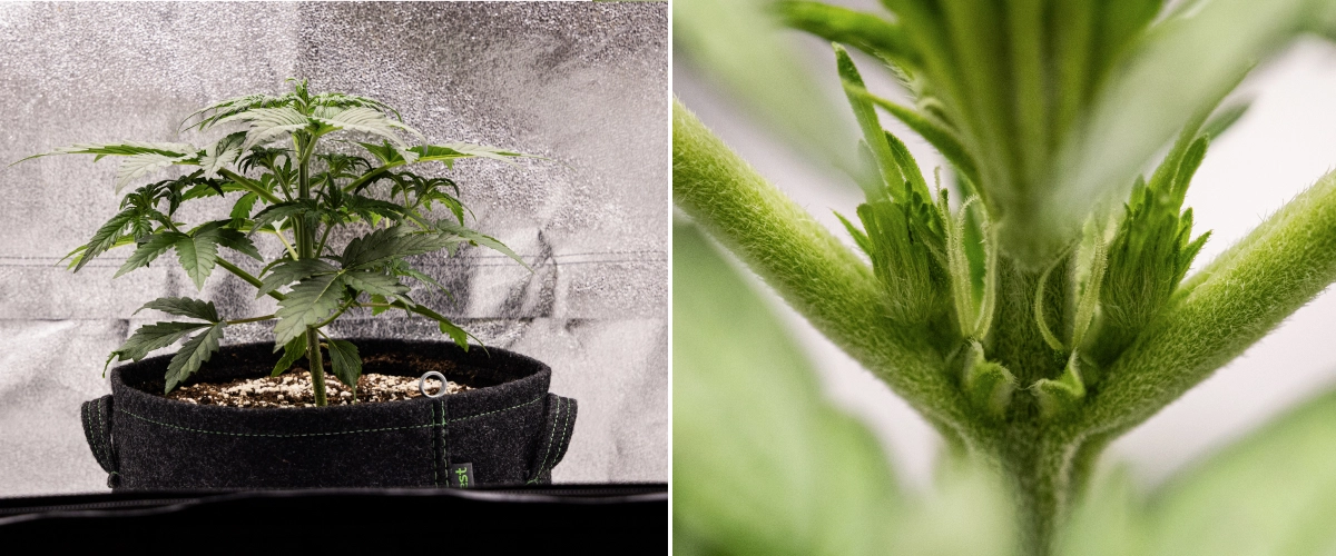 Grow report Royal Creamatic: εβδομάδα 3, ανάπτυξη προάνθισης Φυτό κάνναβης Royal Creamatic την 3η εβδομάδα, με συμπαγή ανάπτυξη, υγιές φύλλωμα, ορατά προάνθη και δυνατό νεαρό στέλεχος.