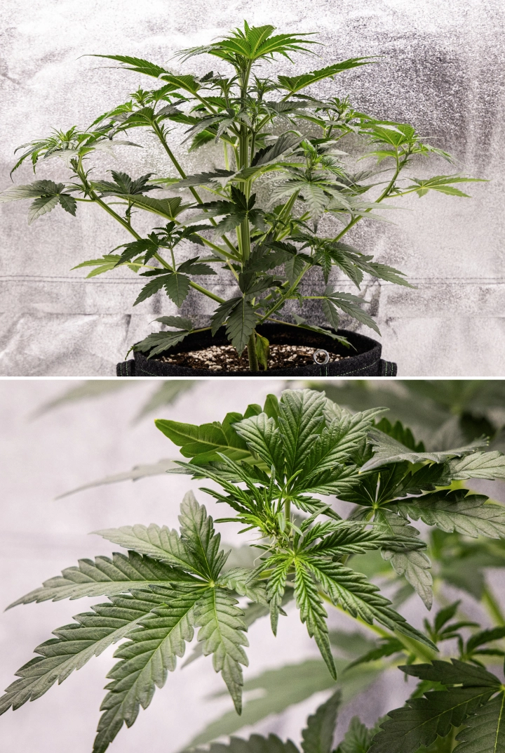 Grow report Royal Creamatic: εβδομάδα 4, πρώιμη ανθοφορία Φυτό κάνναβης Royal Creamatic την 4η εβδομάδα, με πρώιμη ανθοφορία, υγιές πράσινο φύλλωμα, φρέσκους ύπερους και δυνατή ανάπτυξη κλαδιών.