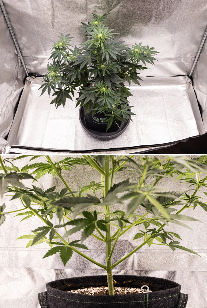 Grow report Royal Creamatic: εβδομάδα 5, ανάπτυξη ανθέων Φυτό κάνναβης Royal Creamatic την 5η εβδομάδα, με αναπτυσσόμενα άνθη, υγιές πράσινο φύλλωμα, δυνατά κλαδιά και ισορροπημένη δομή ανθοφορίας.