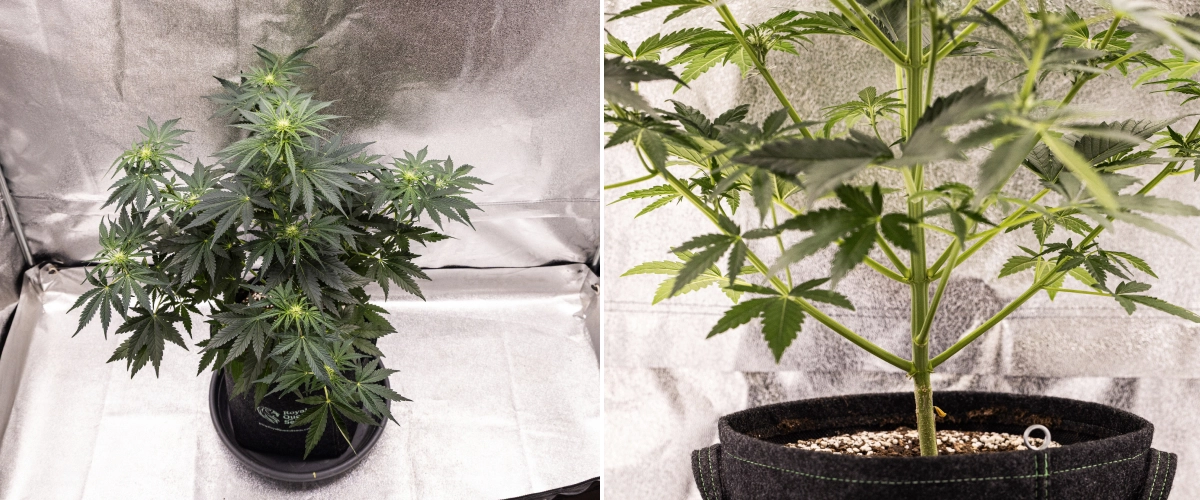 Grow report Royal Creamatic: εβδομάδα 5, ανάπτυξη ανθέων Φυτό κάνναβης Royal Creamatic την 5η εβδομάδα, με αναπτυσσόμενα άνθη, υγιές πράσινο φύλλωμα, δυνατά κλαδιά και ισορροπημένη δομή ανθοφορίας.
