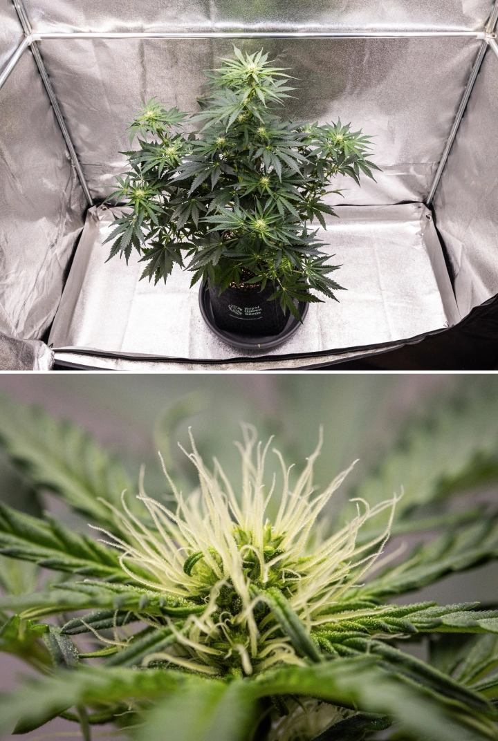 Grow report Royal Creamatic: εβδομάδα 6, παραγωγή ρητίνης Φυτό κάνναβης Royal Creamatic την 6η εβδομάδα, με ρητινώδη άνθη, λευκούς ύπερους, υγιές φύλλωμα και έντονη κύρια cola.