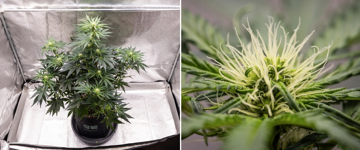 Grow report Royal Creamatic: εβδομάδα 6, παραγωγή ρητίνης Φυτό κάνναβης Royal Creamatic την 6η εβδομάδα, με ρητινώδη άνθη, λευκούς ύπερους, υγιές φύλλωμα και έντονη κύρια cola.