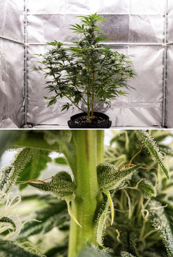 Grow report Royal Creamatic: εβδομάδα 7, έντονη παραγωγή τριχωμάτων Φυτό κάνναβης Royal Creamatic την 7η εβδομάδα, με παγωμένα άνθη, έντονη κάλυψη τριχωμάτων, λευκούς ύπερους και υγιές πράσινο φύλλωμα.