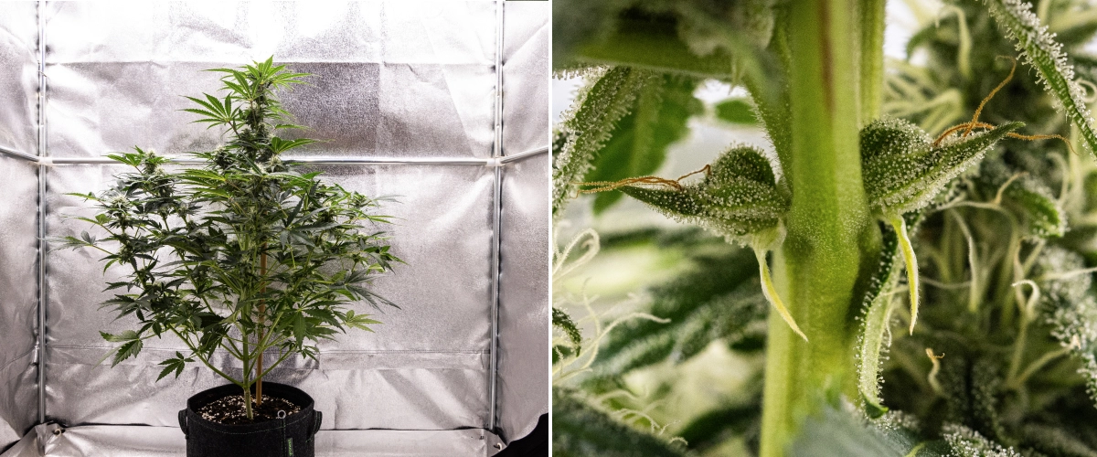 Grow report Royal Creamatic: εβδομάδα 7, έντονη παραγωγή τριχωμάτων Φυτό κάνναβης Royal Creamatic την 7η εβδομάδα, με παγωμένα άνθη, έντονη κάλυψη τριχωμάτων, λευκούς ύπερους και υγιές πράσινο φύλλωμα.