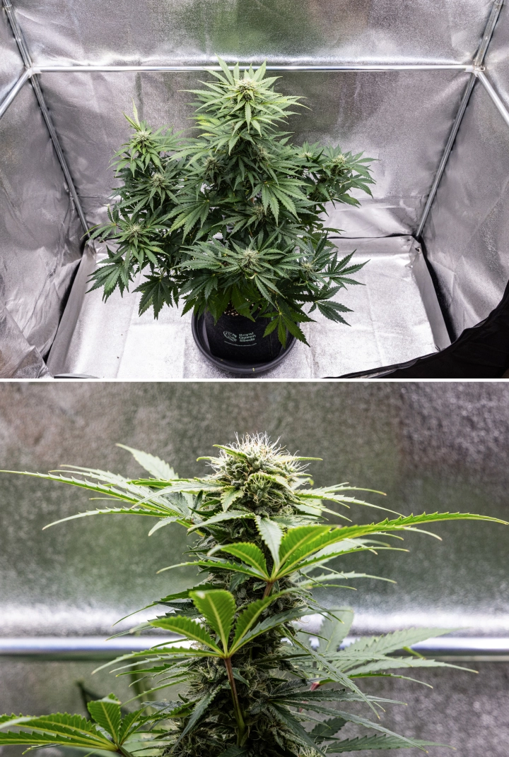 Grow report Royal Creamatic: εβδομάδα 8, πυκνά κολλώδη άνθη Φυτό κάνναβης Royal Creamatic την 8η εβδομάδα, με πυκνά κολλώδη άνθη, παγωμένα τριχώματα, λευκούς ύπερους και υγιή πράσινα φύλλα.