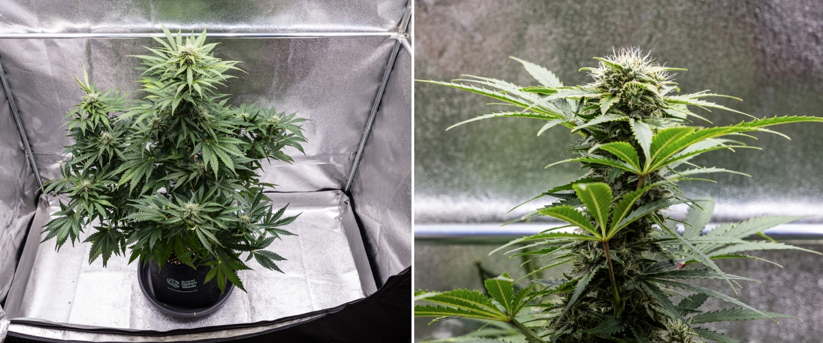 Grow report Royal Creamatic: εβδομάδα 8, πυκνά κολλώδη άνθη Φυτό κάνναβης Royal Creamatic την 8η εβδομάδα, με πυκνά κολλώδη άνθη, παγωμένα τριχώματα, λευκούς ύπερους και υγιή πράσινα φύλλα.