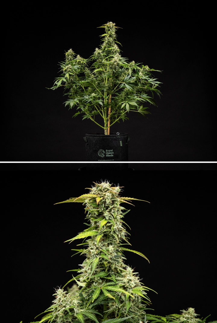 Grow report Royal Creamatic: εβδομάδα 9, άνθη έτοιμα για συγκομιδή Φυτό κάνναβης Royal Creamatic την 9η εβδομάδα, με άνθη έτοιμα για συγκομιδή, παγωμένα τριχώματα, λευκούς ύπερους και δυνατή κύρια cola.