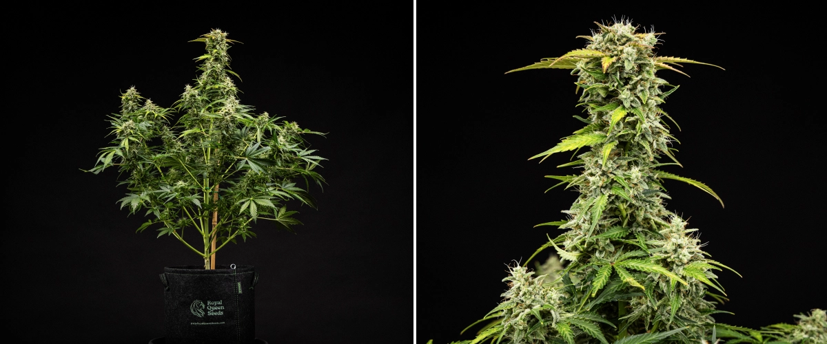Grow report Royal Creamatic: εβδομάδα 9, άνθη έτοιμα για συγκομιδή Φυτό κάνναβης Royal Creamatic την 9η εβδομάδα, με άνθη έτοιμα για συγκομιδή, παγωμένα τριχώματα, λευκούς ύπερους και δυνατή κύρια cola.