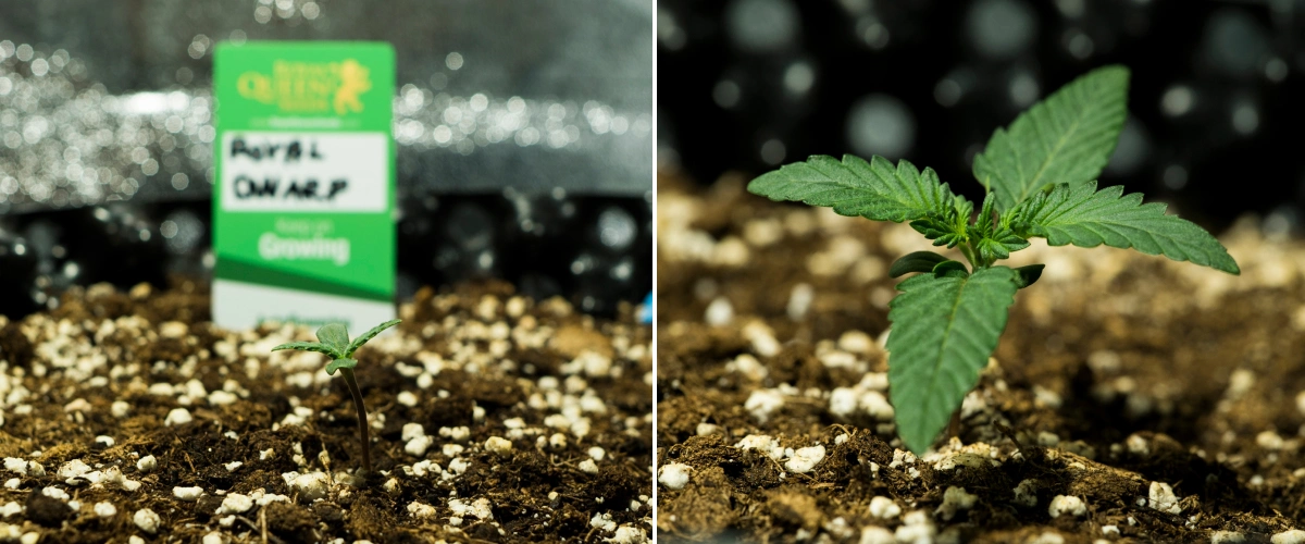 Grow report Royal Dwarf: εβδομάδα 1, στάδιο σπορόφυτου Σπορόφυτα κάνναβης Royal Dwarf την 1η εβδομάδα, με πρώιμη ανάπτυξη, πράσινα φύλλα, χώμα πλούσιο σε περλίτη και συσκευασία Royal Queen Seeds.