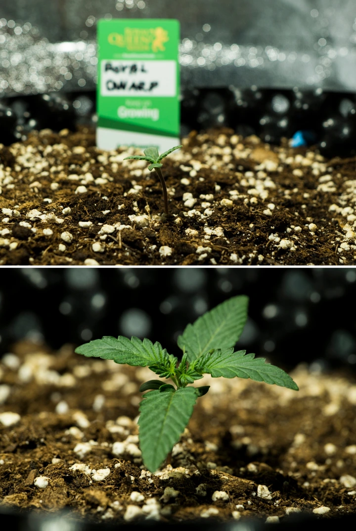 Grow report Royal Dwarf: εβδομάδα 1, στάδιο σπορόφυτου Σπορόφυτα κάνναβης Royal Dwarf την 1η εβδομάδα, με πρώιμη ανάπτυξη, πράσινα φύλλα, χώμα πλούσιο σε περλίτη και συσκευασία Royal Queen Seeds.