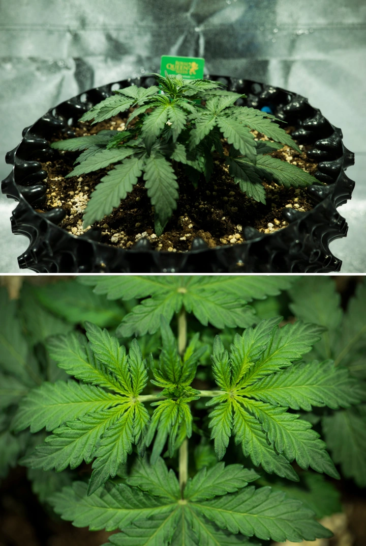Grow report Royal Dwarf: εβδομάδα 2, βλαστική ανάπτυξη Φυτό κάνναβης Royal Dwarf τη 2η εβδομάδα, με συμπαγή βλαστική ανάπτυξη, υγιή πράσινα φύλλα, κοντά μεσογονάτια διαστήματα και χώμα πλούσιο σε περλίτη.