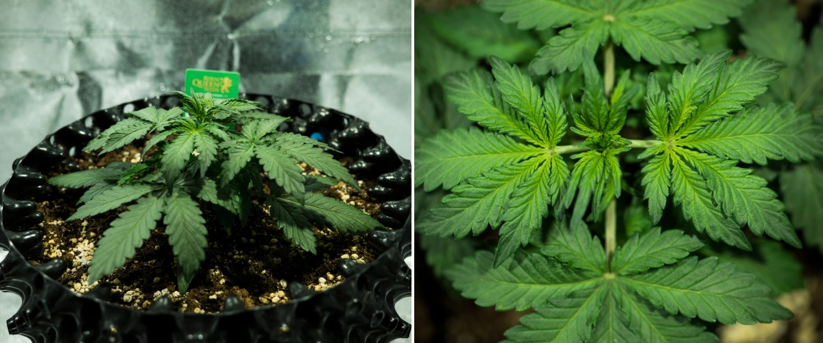 Grow report Royal Dwarf: εβδομάδα 2, βλαστική ανάπτυξη Φυτό κάνναβης Royal Dwarf τη 2η εβδομάδα, με συμπαγή βλαστική ανάπτυξη, υγιή πράσινα φύλλα, κοντά μεσογονάτια διαστήματα και χώμα πλούσιο σε περλίτη.