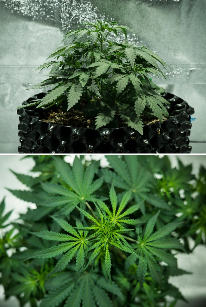 Grow report Royal Dwarf: εβδομάδα 3, έξαρση ανάπτυξης Φυτό κάνναβης Royal Dwarf την 3η εβδομάδα, με συμπαγή φυλλώδη ανάπτυξη, πρώιμα σημάδια ανθοφορίας, υγιές πράσινο φύλλωμα και γλάστρα AirPot.