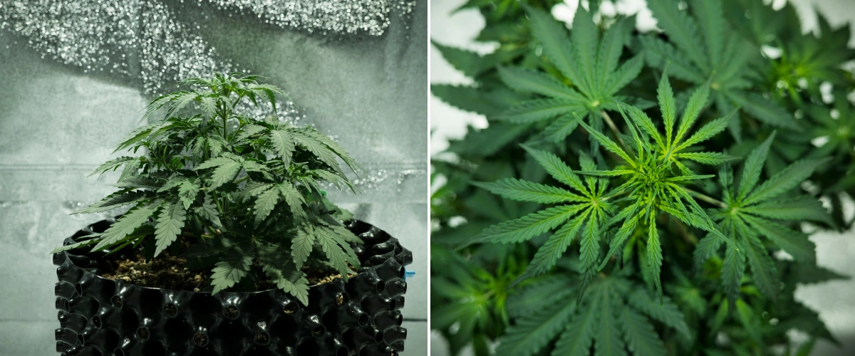 Grow report Royal Dwarf: εβδομάδα 3, έξαρση ανάπτυξης Φυτό κάνναβης Royal Dwarf την 3η εβδομάδα, με συμπαγή φυλλώδη ανάπτυξη, πρώιμα σημάδια ανθοφορίας, υγιές πράσινο φύλλωμα και γλάστρα AirPot.