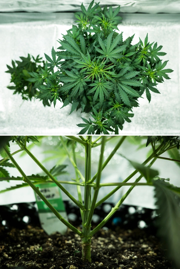 Grow report Royal Dwarf: εβδομάδα 4, πρώιμη ανθοφορία Φυτό κάνναβης Royal Dwarf την 4η εβδομάδα, με πρώιμη ανθοφορία, υγιές πράσινο φύλλωμα, δυνατή δομή κλαδιών και στιβαρό κύριο στέλεχος.