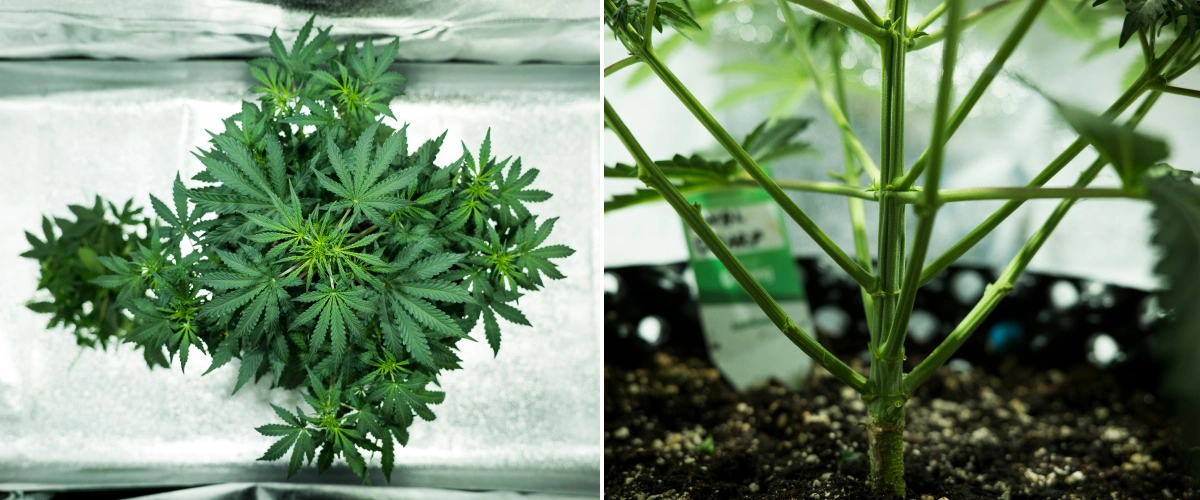Grow report Royal Dwarf: εβδομάδα 4, πρώιμη ανθοφορία Φυτό κάνναβης Royal Dwarf την 4η εβδομάδα, με πρώιμη ανθοφορία, υγιές πράσινο φύλλωμα, δυνατή δομή κλαδιών και στιβαρό κύριο στέλεχος.