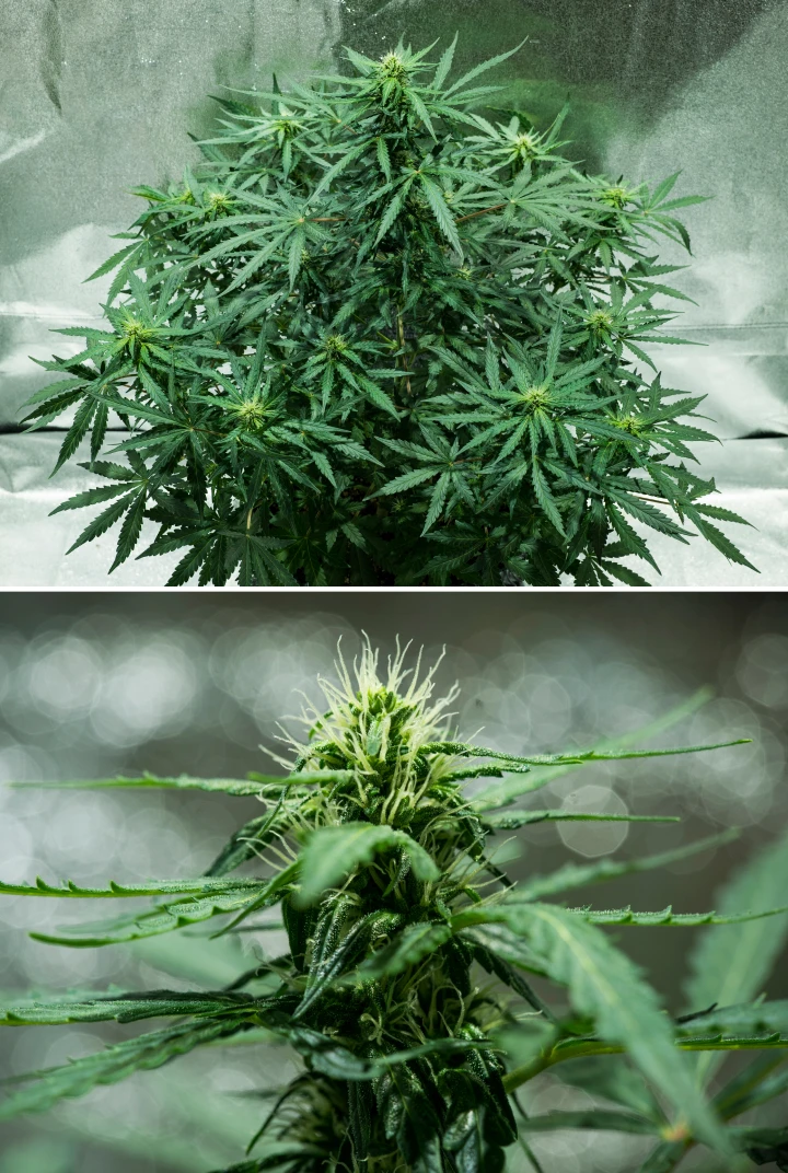Grow report Royal Dwarf: εβδομάδα 5, ανάπτυξη ανθέων Φυτό κάνναβης Royal Dwarf την 5η εβδομάδα, με αναπτυσσόμενα άνθη, λευκούς ύπερους, υγιές πράσινο φύλλωμα και συμπαγή δομή ανθοφορίας.