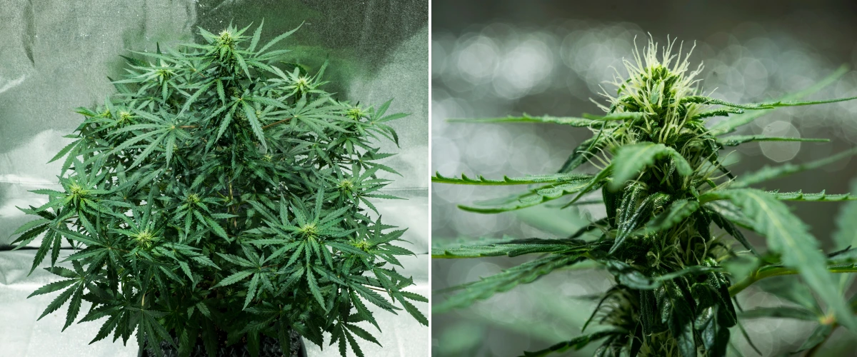 Grow report Royal Dwarf: εβδομάδα 5, ανάπτυξη ανθέων Φυτό κάνναβης Royal Dwarf την 5η εβδομάδα, με αναπτυσσόμενα άνθη, λευκούς ύπερους, υγιές πράσινο φύλλωμα και συμπαγή δομή ανθοφορίας.
