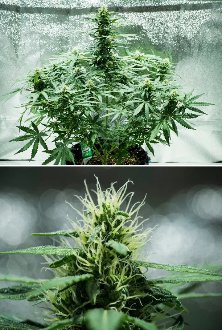 Grow report Royal Dwarf: εβδομάδα 6, παραγωγή ρητίνης Φυτό κάνναβης Royal Dwarf την 6η εβδομάδα, με ρητινώδη άνθη, λευκούς ύπερους, υγιές φύλλωμα και ψηλή κύρια cola.