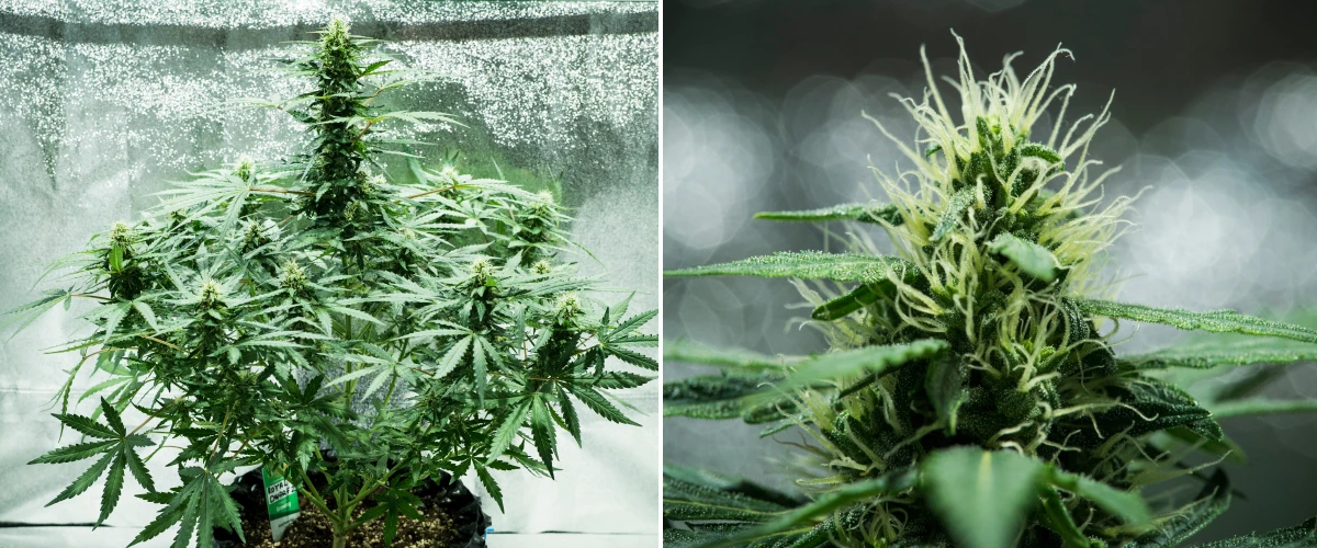 Grow report Royal Dwarf: εβδομάδα 6, παραγωγή ρητίνης Φυτό κάνναβης Royal Dwarf την 6η εβδομάδα, με ρητινώδη άνθη, λευκούς ύπερους, υγιές φύλλωμα και ψηλή κύρια cola.