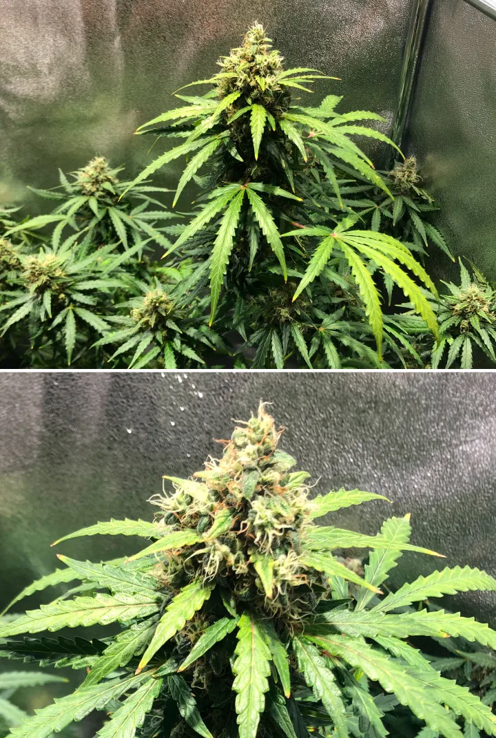 Grow report Royal Dwarf: εβδομάδα 8, όψιμη ανθοφορία Φυτό κάνναβης Royal Dwarf την 8η εβδομάδα, με άνθη σε όψιμη ανθοφορία, πορτοκαλί ύπερους, ρητινώδη άνθη και υγιές πράσινο φύλλωμα.