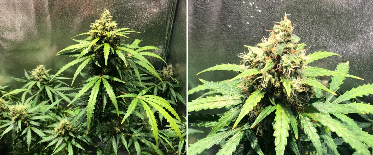 Grow report Royal Dwarf: εβδομάδα 8, όψιμη ανθοφορία Φυτό κάνναβης Royal Dwarf την 8η εβδομάδα, με άνθη σε όψιμη ανθοφορία, πορτοκαλί ύπερους, ρητινώδη άνθη και υγιές πράσινο φύλλωμα.
