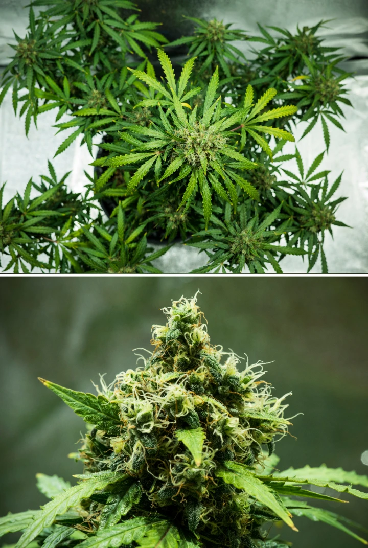 Grow report Royal Dwarf: εβδομάδα 9, άνθη έτοιμα για συγκομιδή Φυτό κάνναβης Royal Dwarf την 9η εβδομάδα, με άνθη έτοιμα για συγκομιδή, πυκνά ρητινώδη άνθη, πορτοκαλί ύπερους και υγιές πράσινο φύλλωμα.