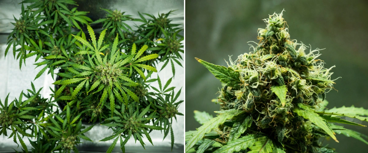 Grow report Royal Dwarf: εβδομάδα 9, άνθη έτοιμα για συγκομιδή Φυτό κάνναβης Royal Dwarf την 9η εβδομάδα, με άνθη έτοιμα για συγκομιδή, πυκνά ρητινώδη άνθη, πορτοκαλί ύπερους και υγιές πράσινο φύλλωμα.
