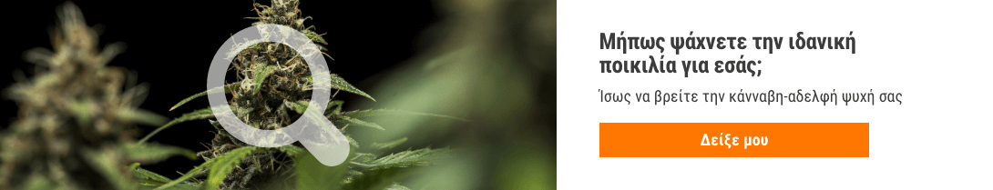 Cannabis Seedfinder