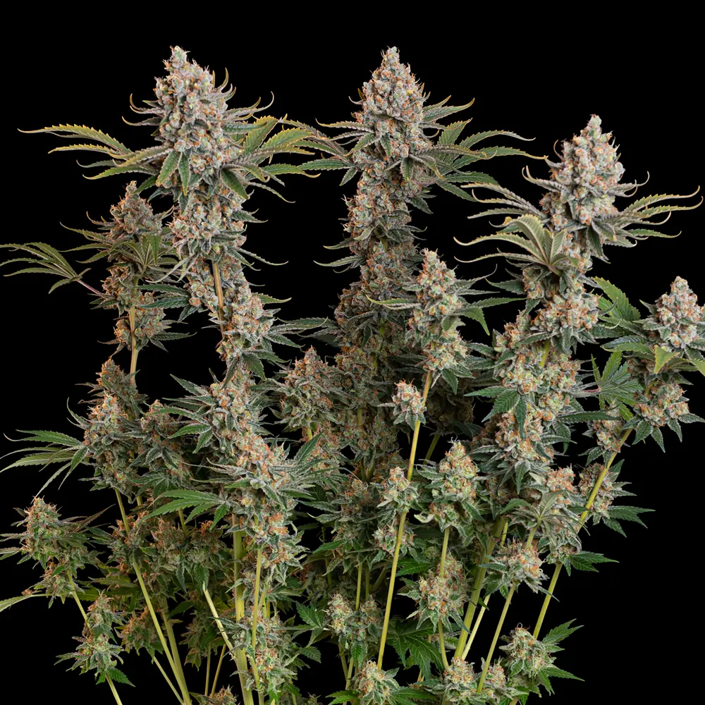 Trainwreck Auto Trainwreck Auto