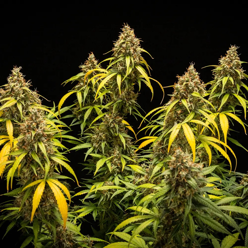Triple G Auto Triple G Auto