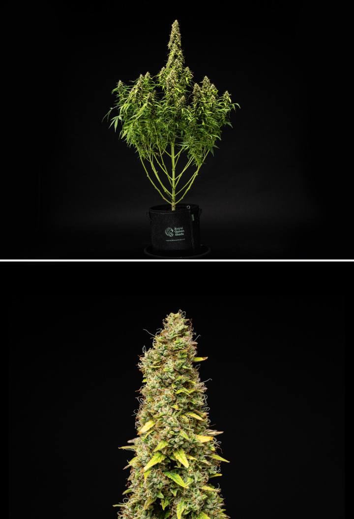 Φυτό κάνναβης Wedding Cake Auto κατά την 11η εβδομάδα του grow report, δείχνοντας ψηλή ώριμη δομή, πυκνά ρητινώδη άνθη, πορτοκαλί ύπερους, φύλλα που ξεθωριάζουν και τελική ωρίμανση σε μαύρο φόντο.