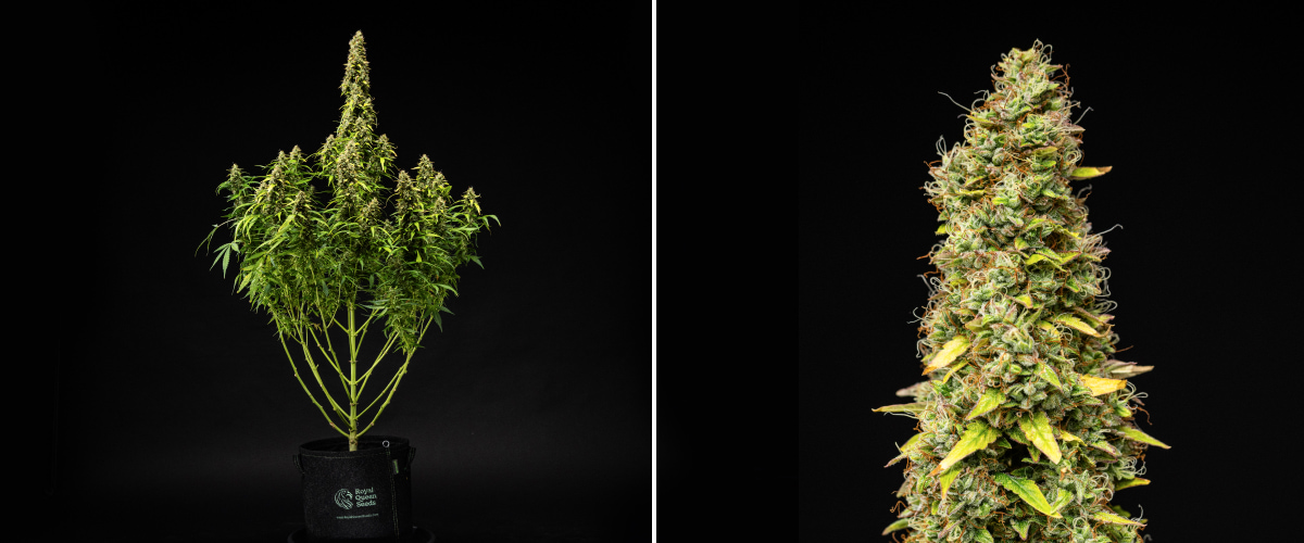 Φυτό κάνναβης Wedding Cake Auto κατά την 11η εβδομάδα του grow report, δείχνοντας ψηλή ώριμη δομή, πυκνά ρητινώδη άνθη, πορτοκαλί ύπερους, φύλλα που ξεθωριάζουν και τελική ωρίμανση σε μαύρο φόντο.