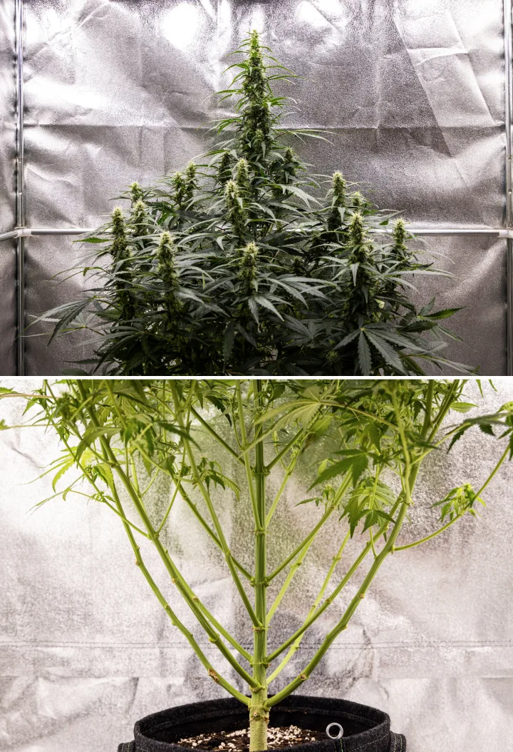 Φυτό κάνναβης Wedding Cake Auto κατά την 7η εβδομάδα του grow report, δείχνοντας ψηλές ανθισμένες cola, ισχυρή δομή κλαδιών, κλαδεμένη χαμηλή ανάπτυξη, υγιή στελέχη και αναπτυσσόμενα άνθη.