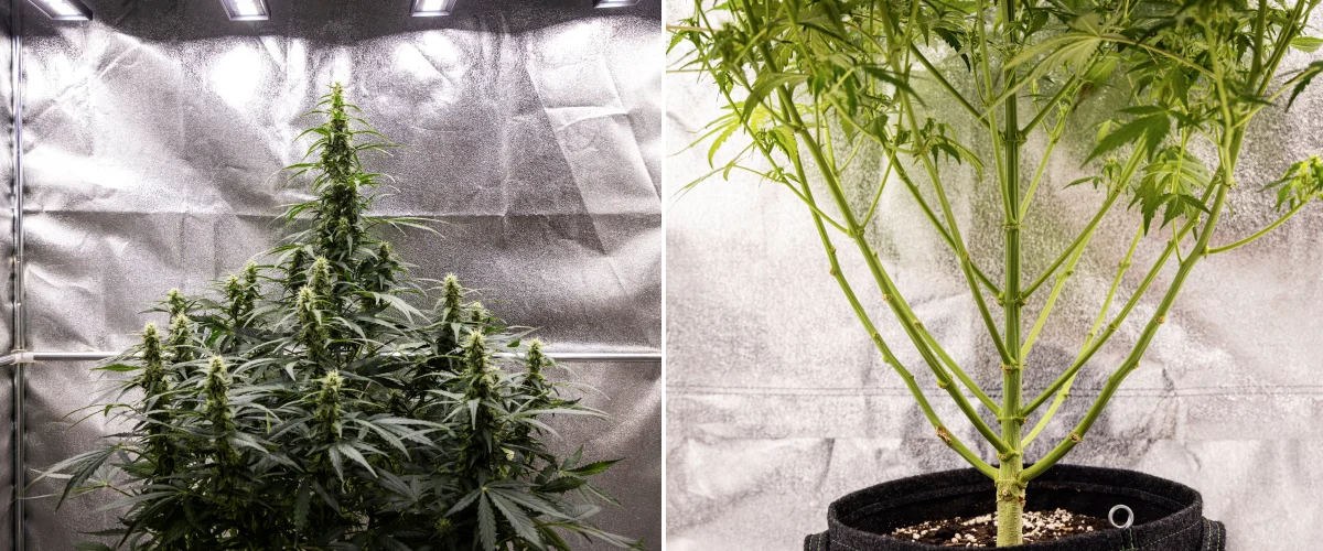 Φυτό κάνναβης Wedding Cake Auto κατά την 7η εβδομάδα του grow report, δείχνοντας ψηλές ανθισμένες cola, ισχυρή δομή κλαδιών, κλαδεμένη χαμηλή ανάπτυξη, υγιή στελέχη και αναπτυσσόμενα άνθη.