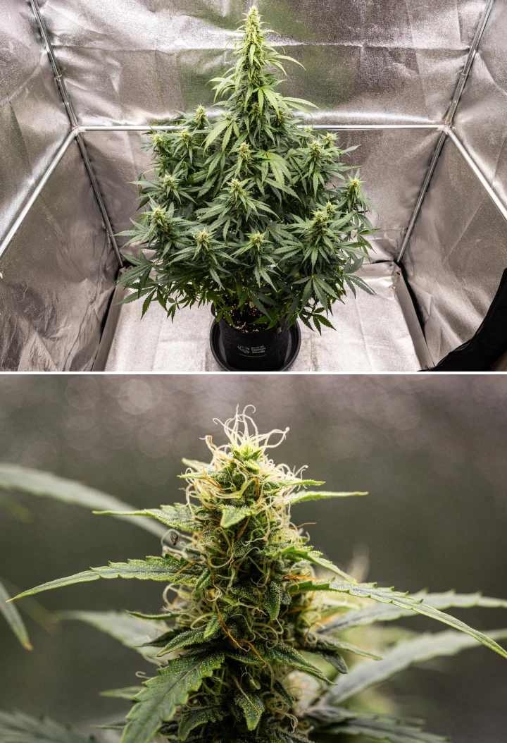 Φυτό κάνναβης Wedding Cake Auto κατά την 8η εβδομάδα του grow report, δείχνοντας ανάπτυξη ρητινωδών ανθών, λευκούς και πορτοκαλί ύπερους, υγιή φύλλα ζάχαρης και ψηλές ανθισμένες cola.