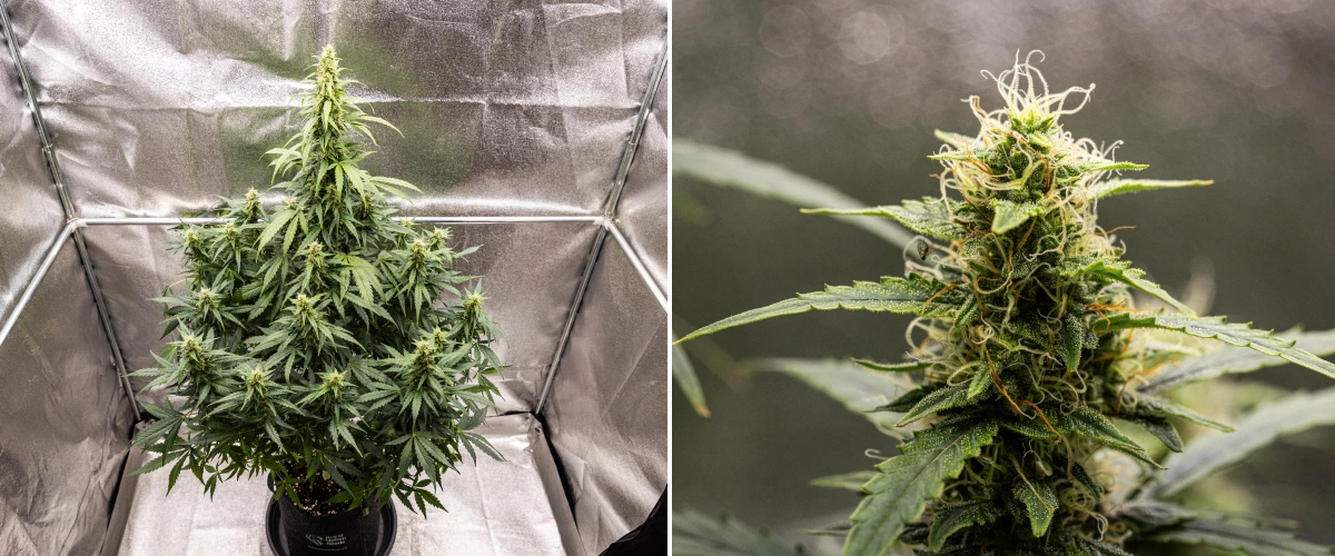 Φυτό κάνναβης Wedding Cake Auto κατά την 8η εβδομάδα του grow report, δείχνοντας ανάπτυξη ρητινωδών ανθών, λευκούς και πορτοκαλί ύπερους, υγιή φύλλα ζάχαρης και ψηλές ανθισμένες cola.